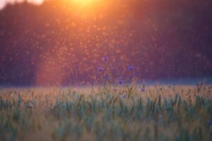 Antimosquitos e insecticidas en FANDOS Market Teruel