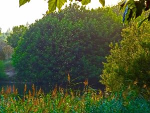 Combate los mosquitos en Teruel